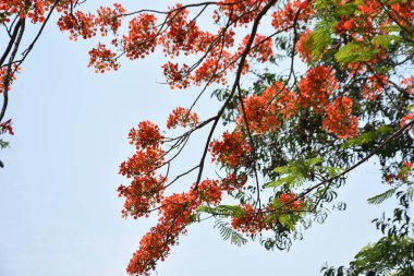 Krishnachura ağacı açan parlak kırmızı çiçeklerle mavi gökyüzüne karşı, mevsimlik tropik ağaçlar gün ışığında