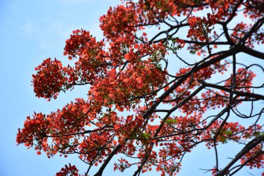 Krishnachura ağacı açan parlak kırmızı çiçeklerle mavi gökyüzüne karşı, mevsimlik tropik ağaçlar gün ışığında