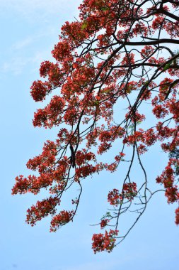 Krishnachura ağacı açan parlak kırmızı çiçeklerle mavi gökyüzüne karşı, mevsimlik tropik ağaçlar gün ışığında