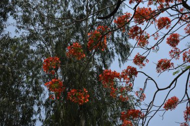 Krishnachura ağacı açan parlak kırmızı çiçeklerle mavi gökyüzüne karşı, mevsimlik tropik ağaçlar gün ışığında