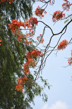 Krishnachura ağacı açan parlak kırmızı çiçeklerle mavi gökyüzüne karşı, mevsimlik tropik ağaçlar gün ışığında