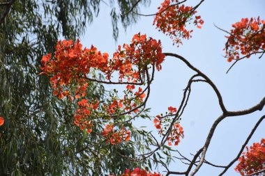 Krishnachura ağacı açan parlak kırmızı çiçeklerle mavi gökyüzüne karşı, mevsimlik tropik ağaçlar gün ışığında