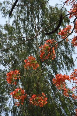 Krishnachura ağacı açan parlak kırmızı çiçeklerle mavi gökyüzüne karşı, mevsimlik tropik ağaçlar gün ışığında