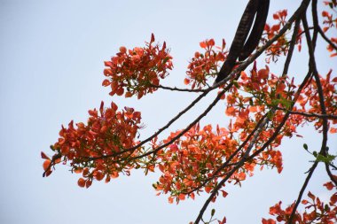 Krishnachura ağacı açan parlak kırmızı çiçeklerle mavi gökyüzüne karşı, mevsimlik tropik ağaçlar gün ışığında