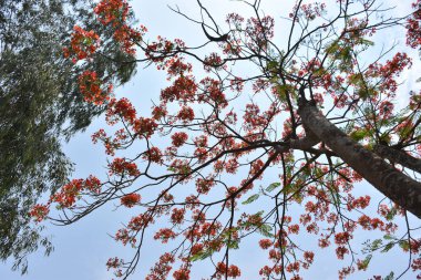 Krishnachura ağacı açan parlak kırmızı çiçeklerle mavi gökyüzüne karşı, mevsimlik tropik ağaçlar gün ışığında