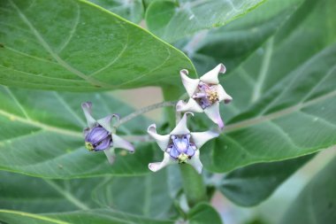 Bahçedeki güzel çiçekler