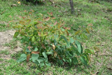 Ormanda yeşil yapraklar