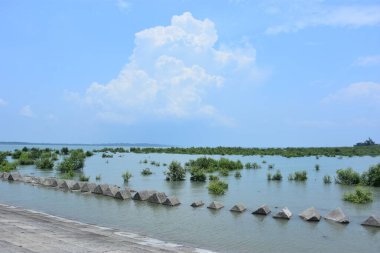 Bakkhali Nehri mangrov ormanı Coxs Bazar, Bangladeş 'teki yüksek gelgit sırasında yemyeşil bitki örtüsünü, gelgit su kanallarını ve geniş bir açık gökyüzünü gösteriyor. Huzurlu kıyı sulak arazi doğal ekosistemleri, sakin atmosferi vurguluyor.