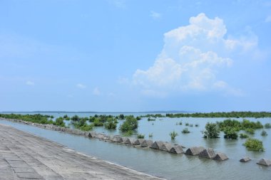 Bakkhali Nehri mangrov ormanı Coxs Bazar, Bangladeş 'teki yüksek gelgit sırasında yemyeşil bitki örtüsünü, gelgit su kanallarını ve geniş bir açık gökyüzünü gösteriyor. Huzurlu kıyı sulak arazi doğal ekosistemleri, sakin atmosferi vurguluyor.
