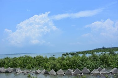Bakkhali Nehri mangrov ormanı Coxs Bazar, Bangladeş 'teki yüksek gelgit sırasında yemyeşil bitki örtüsünü, gelgit su kanallarını ve geniş bir açık gökyüzünü gösteriyor. Huzurlu kıyı sulak arazi doğal ekosistemleri, sakin atmosferi vurguluyor.