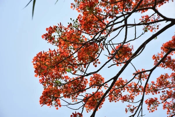 Krishnachura ağacı açan parlak kırmızı çiçeklerle mavi gökyüzüne karşı, mevsimlik tropik ağaçlar gün ışığında