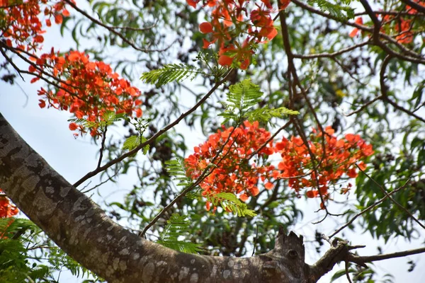 Krishnachura ağacı açan parlak kırmızı çiçeklerle mavi gökyüzüne karşı, mevsimlik tropik ağaçlar gün ışığında