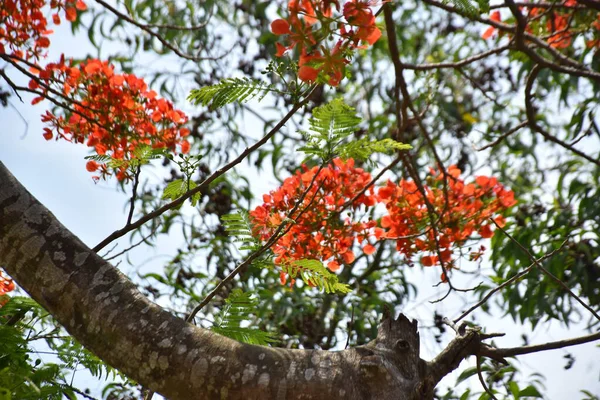 Krishnachura ağacı açan parlak kırmızı çiçeklerle mavi gökyüzüne karşı, mevsimlik tropik ağaçlar gün ışığında