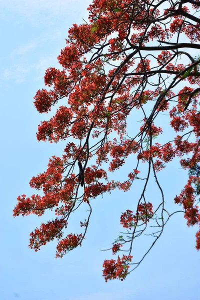 Krishnachura ağacı açan parlak kırmızı çiçeklerle mavi gökyüzüne karşı, mevsimlik tropik ağaçlar gün ışığında