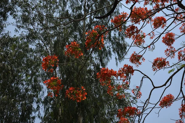 Krishnachura ağacı açan parlak kırmızı çiçeklerle mavi gökyüzüne karşı, mevsimlik tropik ağaçlar gün ışığında