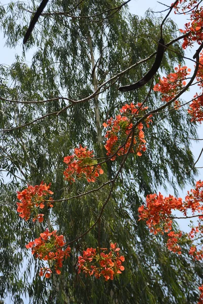 Krishnachura ağacı açan parlak kırmızı çiçeklerle mavi gökyüzüne karşı, mevsimlik tropik ağaçlar gün ışığında