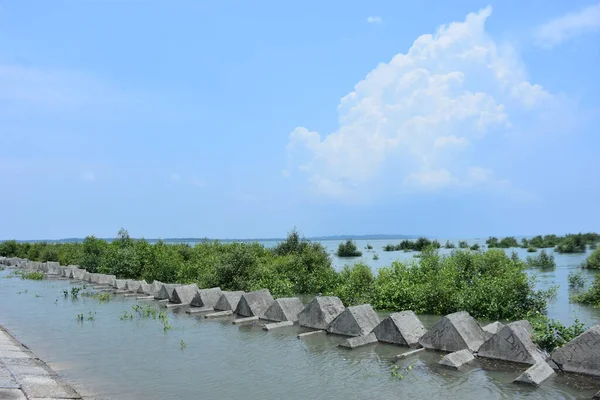 Bakkhali Nehri mangrov ormanı Coxs Bazar, Bangladeş 'teki yüksek gelgit sırasında yemyeşil bitki örtüsünü, gelgit su kanallarını ve geniş bir açık gökyüzünü gösteriyor. Huzurlu kıyı sulak arazi doğal ekosistemleri, sakin atmosferi vurguluyor.