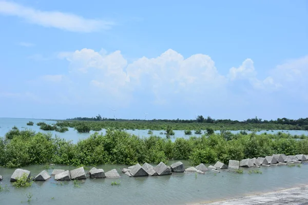 Bakkhali Nehri mangrov ormanı Coxs Bazar, Bangladeş 'teki yüksek gelgit sırasında yemyeşil bitki örtüsünü, gelgit su kanallarını ve geniş bir açık gökyüzünü gösteriyor. Huzurlu kıyı sulak arazi doğal ekosistemleri, sakin atmosferi vurguluyor.