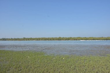 Coxs Bazar, Bangladeş 'te sular çekildiği sırada Bakkhali Nehri geniş kumlu kıyıları, sığ akan suyu ve uzak yeşil kıyı şeridini gözler önüne seriyor. Sakin nehir manzarası mevsimsel değişimi ve kıyı sükunetini vurguluyor.