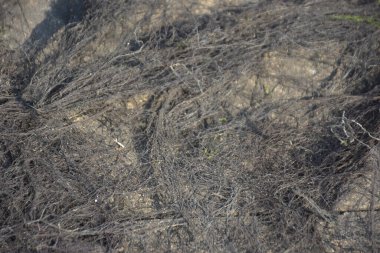 Gracilaria 'nın Bakkhali Nehri seti üzerinde kuruyan kırmızı deniz yosunu, Coxs Bazar, Bangladeş. Birleştirilmiş iplikler, kıyı sularını, organik maddeleri ve yerel üretim yöntemlerini temsil eden soyut dokular oluşturur..