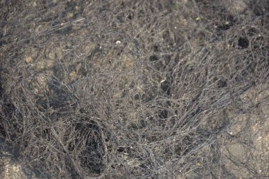 Gracilaria kırmızı yosunu, Bangladeş, Coxs Bazar 'daki Bakkhali Nehri seti boyunca kurumaya bırakıldı. Karışık iplikler zengin dokular oluşturur, küçük ölçekli su kültürünü, kıyı kaynaklarını ve geleneksel nehir kıyısı uygulamalarını vurgular.