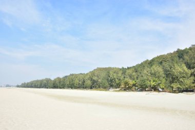 Kasuarina (Jhau) ağaçları kıyı erozyonuna, güçlü rüzgarlara ve hortumlara karşı doğal bir bariyer olarak Bangladeş 'in sahil kıyısı boyunca dikilmiştir. Çevresel dengeyi ve afet riskini azaltmayı destekleyen koruyucu kıyı plantasyonu.