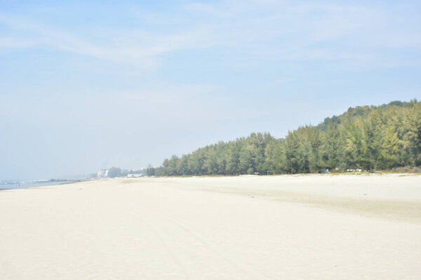 Rows of Casuarina (Jhau) trees planted along the seashore in Bangladesh as a natural barrier against coastal erosion, strong winds, and cyclones. Protective coastal plantation supporting environmental balance and disaster risk reduction.