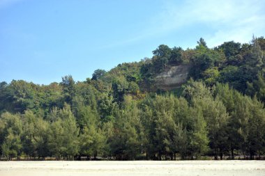 Cox 's Bazar, Bangladeş' teki Marine Drive bölgesinden geniş açılı bir görüntü. Görüntü, açık mavi bir gökyüzü altında açık sirus bulutlarıyla Casuarina ağaçlarının (yerel adıyla Jhau bon) kıyı ormanlarını karşılayan yemyeşil tepeleri göstermektedir..