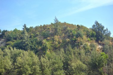 Cox 's Bazar, Bangladeş' teki Marine Drive bölgesinden geniş açılı bir görüntü. Görüntü, açık mavi bir gökyüzü altında açık sirus bulutlarıyla Casuarina ağaçlarının (yerel adıyla Jhau bon) kıyı ormanlarını karşılayan yemyeşil tepeleri göstermektedir..