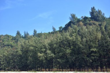 Cox 's Bazar, Bangladeş' teki Marine Drive bölgesinden geniş açılı bir görüntü. Görüntü, açık mavi bir gökyüzü altında açık sirus bulutlarıyla Casuarina ağaçlarının (yerel adıyla Jhau bon) kıyı ormanlarını karşılayan yemyeşil tepeleri göstermektedir..
