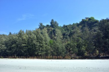 Cox 's Bazar, Bangladeş' teki Marine Drive bölgesinden geniş açılı bir görüntü. Görüntü, açık mavi bir gökyüzü altında açık sirus bulutlarıyla Casuarina ağaçlarının (yerel adıyla Jhau bon) kıyı ormanlarını karşılayan yemyeşil tepeleri göstermektedir..