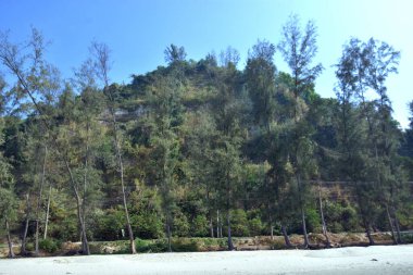 Cox 's Bazar, Bangladeş' teki Marine Drive bölgesinden geniş açılı bir görüntü. Görüntü, açık mavi bir gökyüzü altında açık sirus bulutlarıyla Casuarina ağaçlarının (yerel adıyla Jhau bon) kıyı ormanlarını karşılayan yemyeşil tepeleri göstermektedir..