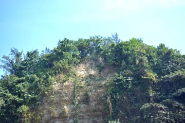 Cox 's Bazar, Bangladeş' teki Marine Drive bölgesinden geniş açılı bir görüntü. Görüntü, açık mavi bir gökyüzü altında açık sirus bulutlarıyla Casuarina ağaçlarının (yerel adıyla Jhau bon) kıyı ormanlarını karşılayan yemyeşil tepeleri göstermektedir..