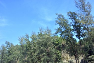 Cox 's Bazar, Bangladeş' teki Marine Drive bölgesinden geniş açılı bir görüntü. Görüntü, açık mavi bir gökyüzü altında açık sirus bulutlarıyla Casuarina ağaçlarının (yerel adıyla Jhau bon) kıyı ormanlarını karşılayan yemyeşil tepeleri göstermektedir..