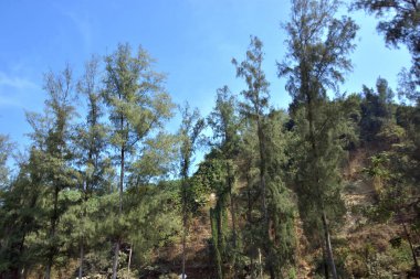 Cox 's Bazar, Bangladeş' teki Marine Drive bölgesinden geniş açılı bir görüntü. Görüntü, açık mavi bir gökyüzü altında açık sirus bulutlarıyla Casuarina ağaçlarının (yerel adıyla Jhau bon) kıyı ormanlarını karşılayan yemyeşil tepeleri göstermektedir..