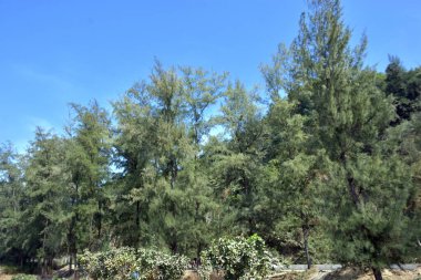 Cox 's Bazar, Bangladeş' teki Marine Drive bölgesinden geniş açılı bir görüntü. Görüntü, açık mavi bir gökyüzü altında açık sirus bulutlarıyla Casuarina ağaçlarının (yerel adıyla Jhau bon) kıyı ormanlarını karşılayan yemyeşil tepeleri göstermektedir..