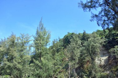 Cox 's Bazar, Bangladeş' teki Marine Drive bölgesinden geniş açılı bir görüntü. Görüntü, açık mavi bir gökyüzü altında açık sirus bulutlarıyla Casuarina ağaçlarının (yerel adıyla Jhau bon) kıyı ormanlarını karşılayan yemyeşil tepeleri göstermektedir..