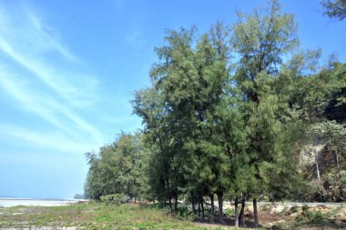 Inani Sahili, Cox 's Bazar, Bangladeş' teki doğal manzaranın geniş açılı bir görüntüsü. Görüntü, tepe arazisinin eşsiz buluşma noktasını ve Deniz Yolu boyunca uzanan Casuarina (Jhau) ormanını yakalıyor..