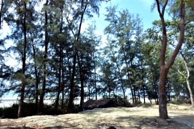 Inani Sahili, Cox 's Bazar, Bangladeş' teki doğal manzaranın geniş açılı bir görüntüsü. Görüntü, tepe arazisinin eşsiz buluşma noktasını ve Deniz Yolu boyunca uzanan Casuarina (Jhau) ormanını yakalıyor..