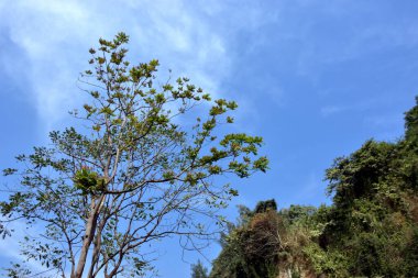 Inani Sahili, Cox 's Bazar, Bangladeş' teki doğal manzaranın geniş açılı bir görüntüsü. Görüntü, tepe arazisinin eşsiz buluşma noktasını ve Deniz Yolu boyunca uzanan Casuarina (Jhau) ormanını yakalıyor..
