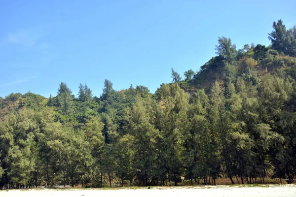 Cox 's Bazar, Bangladeş' teki Marine Drive bölgesinden geniş açılı bir görüntü. Görüntü, açık mavi bir gökyüzü altında açık sirus bulutlarıyla Casuarina ağaçlarının (yerel adıyla Jhau bon) kıyı ormanlarını karşılayan yemyeşil tepeleri göstermektedir..