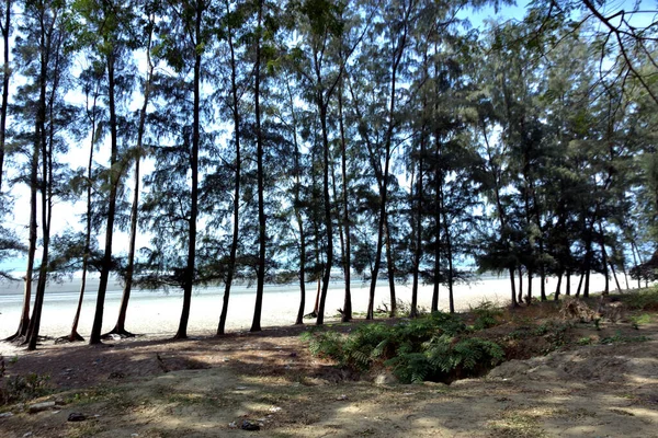 Inani Sahili, Cox 's Bazar, Bangladeş' teki doğal manzaranın geniş açılı bir görüntüsü. Görüntü, tepe arazisinin eşsiz buluşma noktasını ve Deniz Yolu boyunca uzanan Casuarina (Jhau) ormanını yakalıyor..