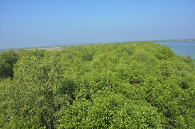 Bangladeş 'in kıyı sulak alanları boyunca uzanan yoğun bir mangrov ormanının tepe örtüsü. Cox 's Bazar' ın gelgit ekosistemindeki yemyeşil ve ağaç dallarının ayrıntılı görüntüsü.