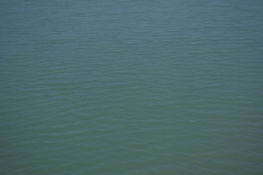 Bangladeş 'in sulak kıyılarındaki mangrov ağaçlarının yemyeşil yaprakları