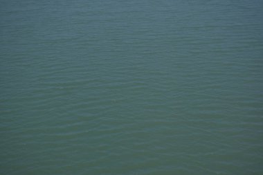 Bangladeş 'in sulak kıyılarındaki mangrov ağaçlarının yemyeşil yaprakları