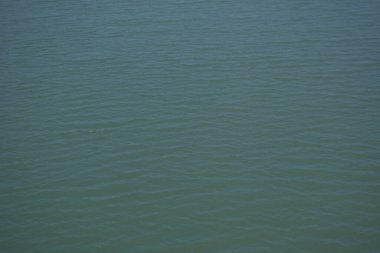 Bangladeş 'in sulak kıyılarındaki mangrov ağaçlarının yemyeşil yaprakları