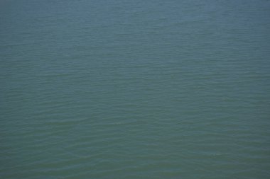 Bangladeş 'in sulak kıyılarındaki mangrov ağaçlarının yemyeşil yaprakları