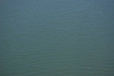 Bangladeş 'in sulak kıyılarındaki mangrov ağaçlarının yemyeşil yaprakları