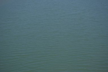 Bangladeş 'in sulak kıyılarındaki mangrov ağaçlarının yemyeşil yaprakları