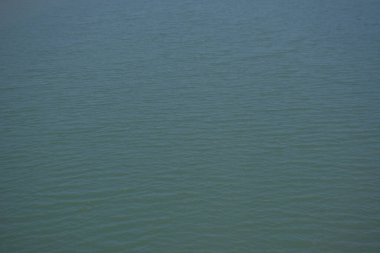 Bangladeş 'in sulak kıyılarındaki mangrov ağaçlarının yemyeşil yaprakları